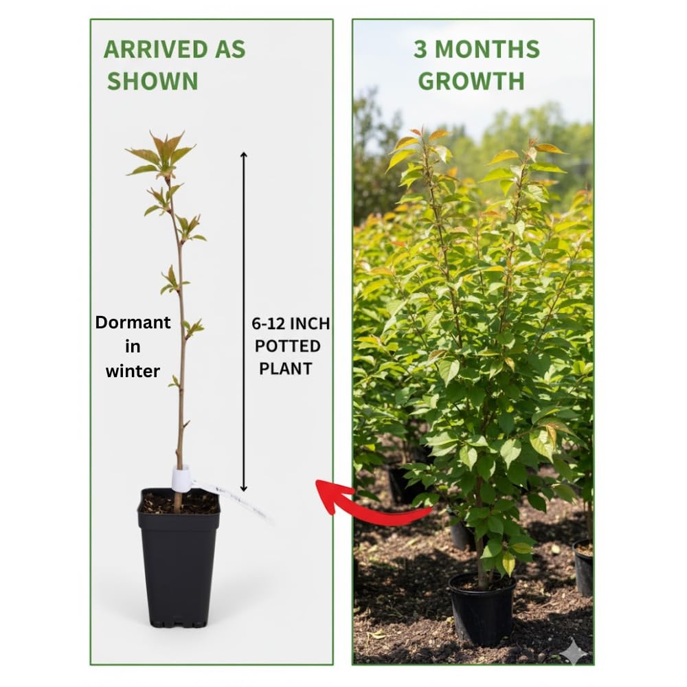 Cherry Blossom Tree Live Plant, 8-12" Tall, Ornamental Cherry Blossom Flowers for Outdoor Planting, No Ship to CA, in Pot (Dark Pink Cherry)
