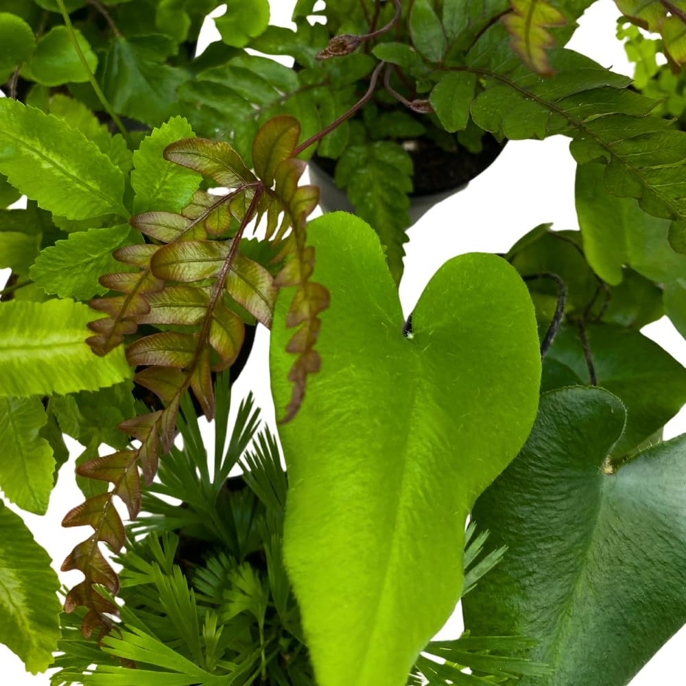 BubbleBlooms Fern Variety Assortment, 6 Different Ferns in 2 inch pots Tiny Mini Pixie Plants
