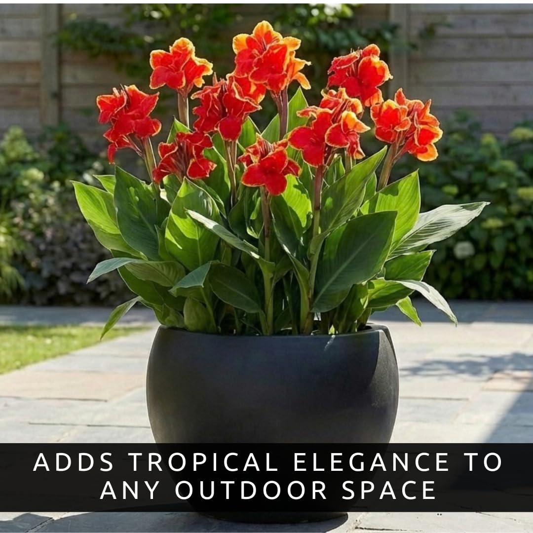 Lucifer Canna Lily Bulbs for Planting – Bright Red Flowers with Golden Yellow Edges – Tropical Summer Blooming Plants – Premium Canna Rhizomes (3 Bulbs)