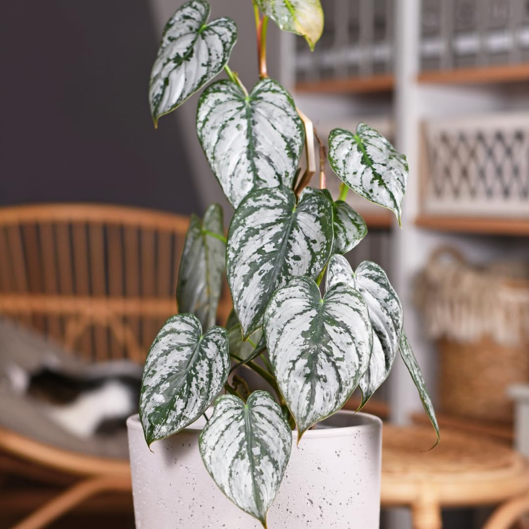 RedCrocus - RedCrocus Brandi' Philodendron Indoor Plant - Glossy, Broad Green Foliage, Pet Toxic, Easy Care, Container & Indoor Friendly, Shaded Gardens 6" Pot