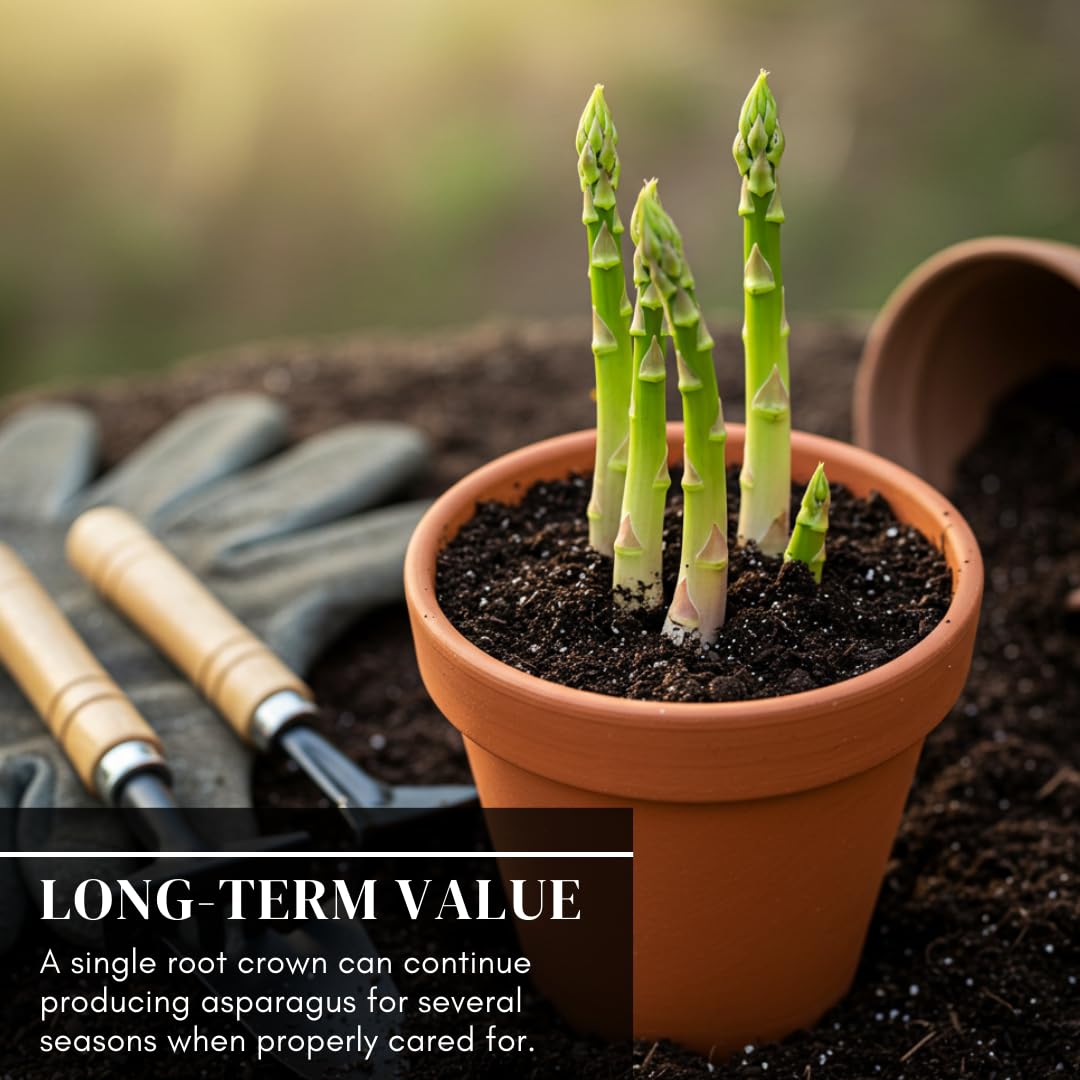 Mary Washington Live Asparagus Bare Root Plants - 2yr Crowns - (10 Crowns) Can Not Ship to California