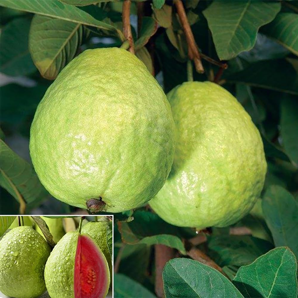 30+ Pink Guava Seeds Tropical Strawberry Guava Tree Seed Easy Fruit Fruit Garden Fresh Grow Plant Psidium guajava