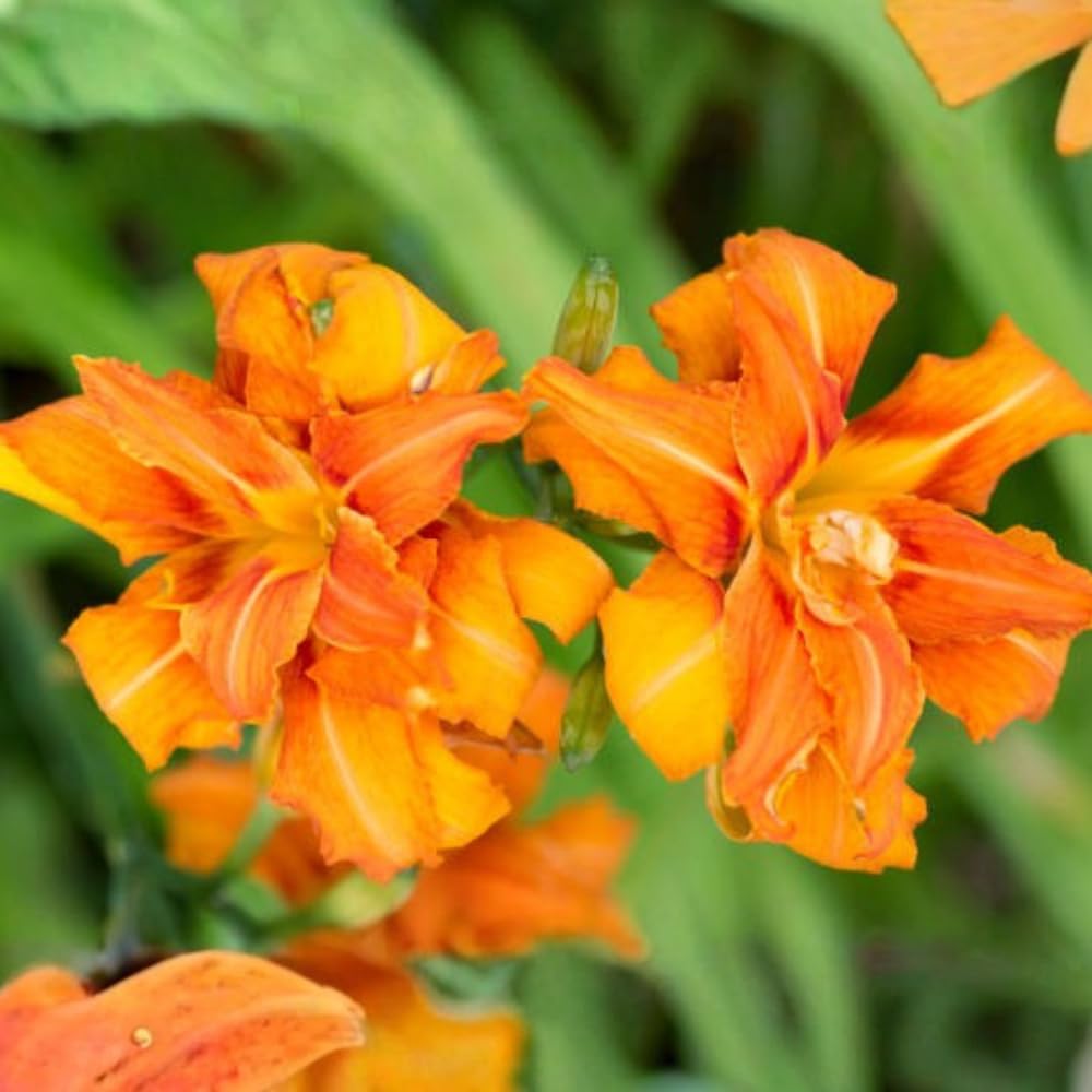 10 Orange Double Bloom Daylily Live Roots, Cold-Hardy Fragrant Perennial, Low Maintenance Exotic Flower for Garden Borders