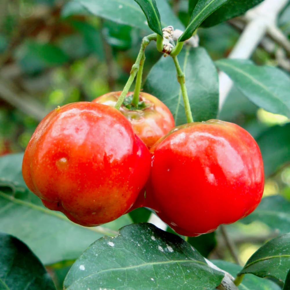 Pack 2 Barbados Cherry Trees Live Plants, Well Rooted 4-8 Inch Tall, Acerola Red Cherry Tropical Fruit Tree