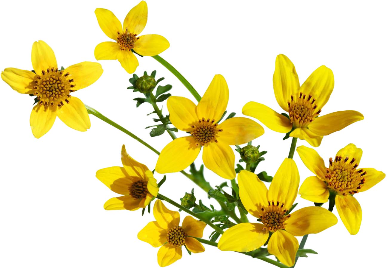 1200 Goldfields Seeds - Carpet of Low Growing Yellow Daisy Type of Wildflower for Sandy and Dry Clay Soils