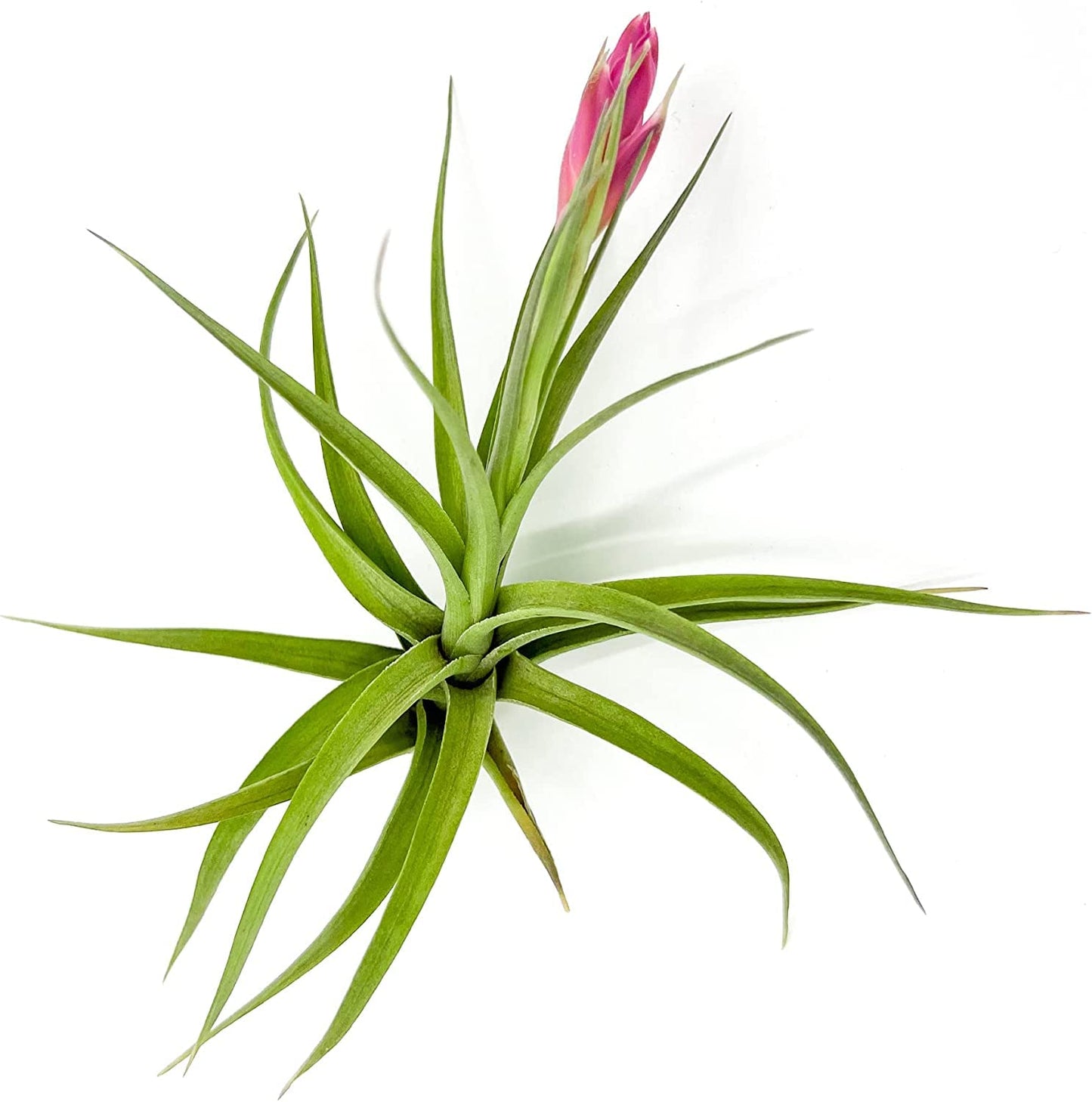 Air Plants - Flowering Tillandsia Aeranthos, Large 3-5" - 3ct - Live Arrival Guaranteed - House Plants for Home Decor & Gift
