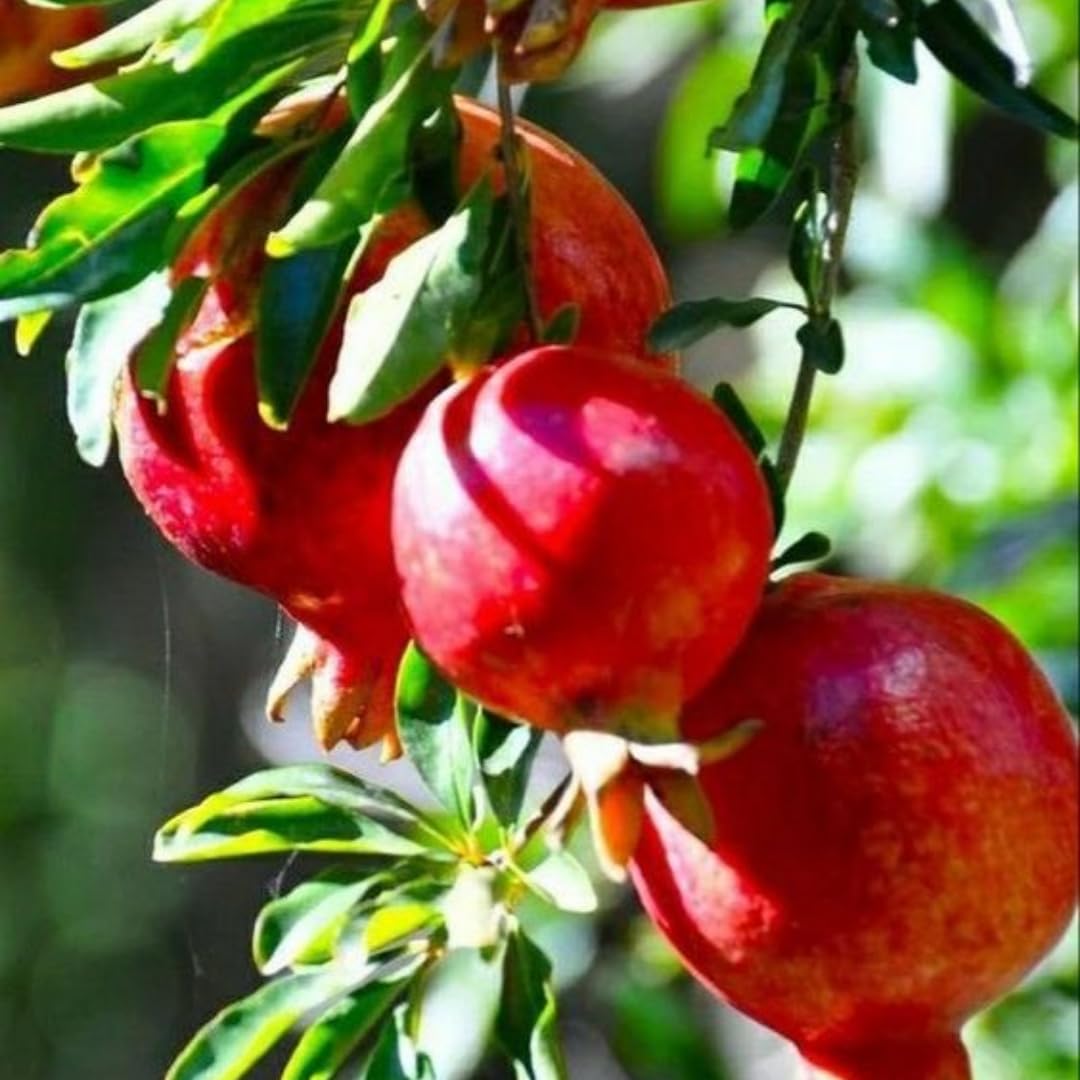 Red Pomegranate Tree Live Plant, Starter Size from 4 to 8 Inc, Sweet Fruit Tropical Plant, Cold Hardy, Spring Planting