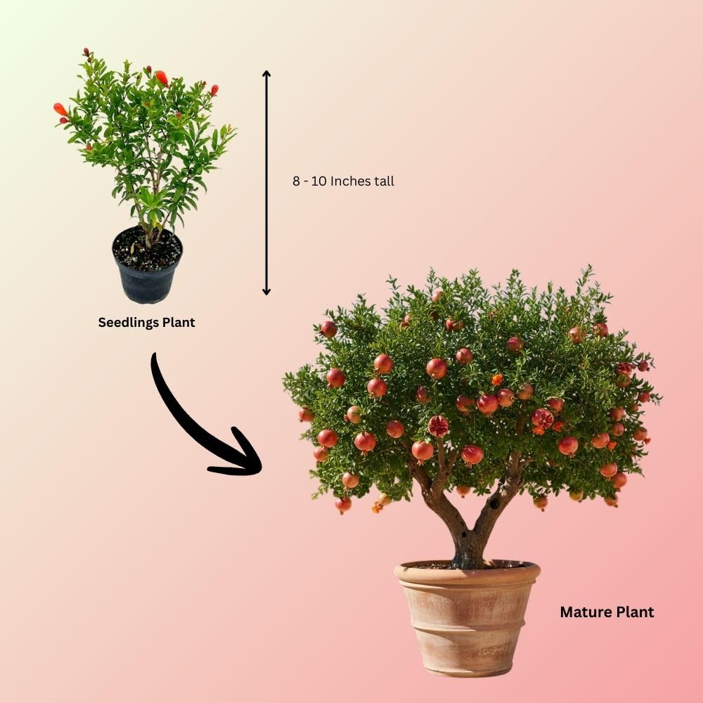 Sweet Pomegranate Live Plant 8-10 Incch Tall, 4 Inches Pot, Red Pomegranate Plants Live, Edible Fruit Bearing Tree for The Patio and Garden