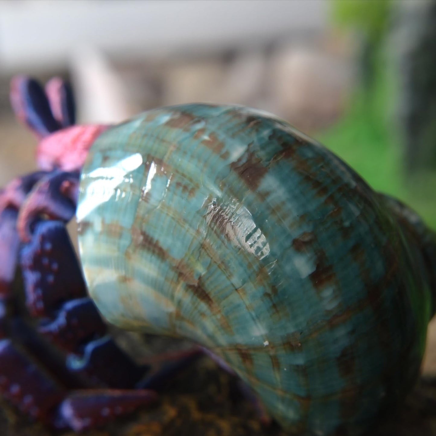 2pcs Medium Hermit Crab Shells, M Size Opening 1", Natural Sea Conch, Turbo Seashells for Hermit Crab Supplies and Beach Aquarium Decoration Sea Shell (2pcs Green, M)