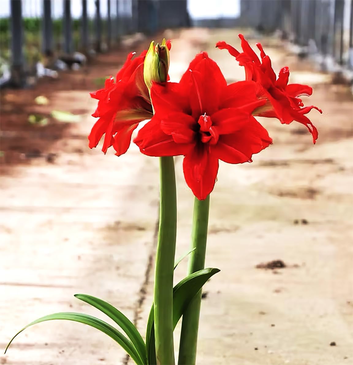 Red Peacock Amaryllis - Red Double Amaryllis Bulb 28/30 cm