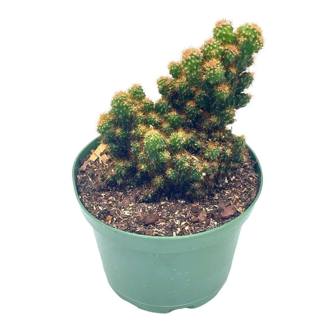 BubbleBlooms Peruvian Apple Cactus in a 6 inch Pot Crested, Repandus, uruguayanus, Hedge Cacti, Cereus