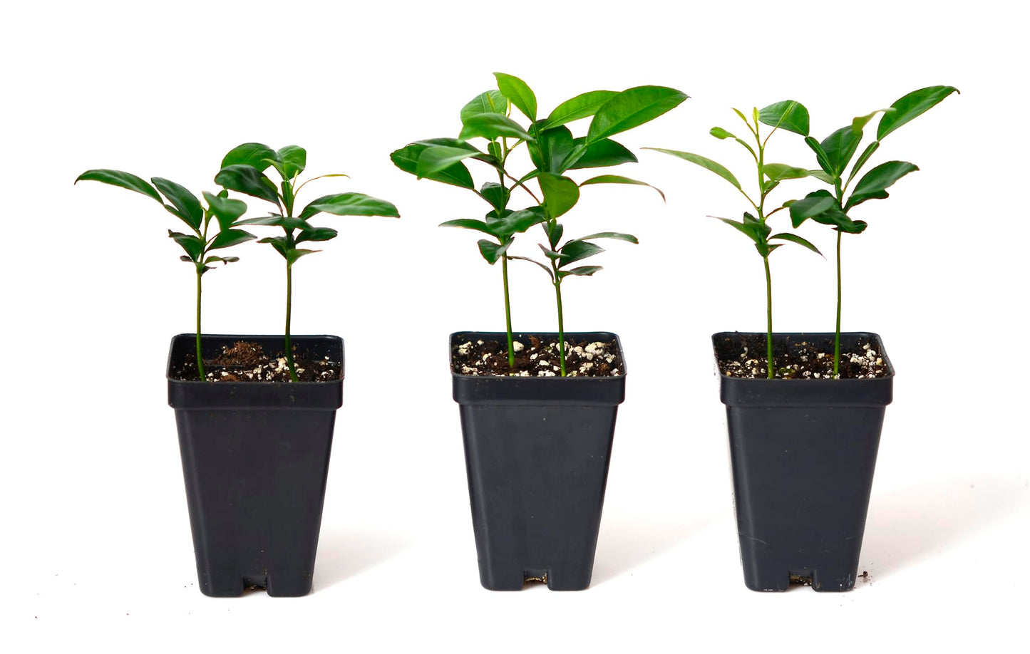Yuzu Citrus Tree - Pot of 2 Starter Plants. Citrus Junos. 3" - 5"