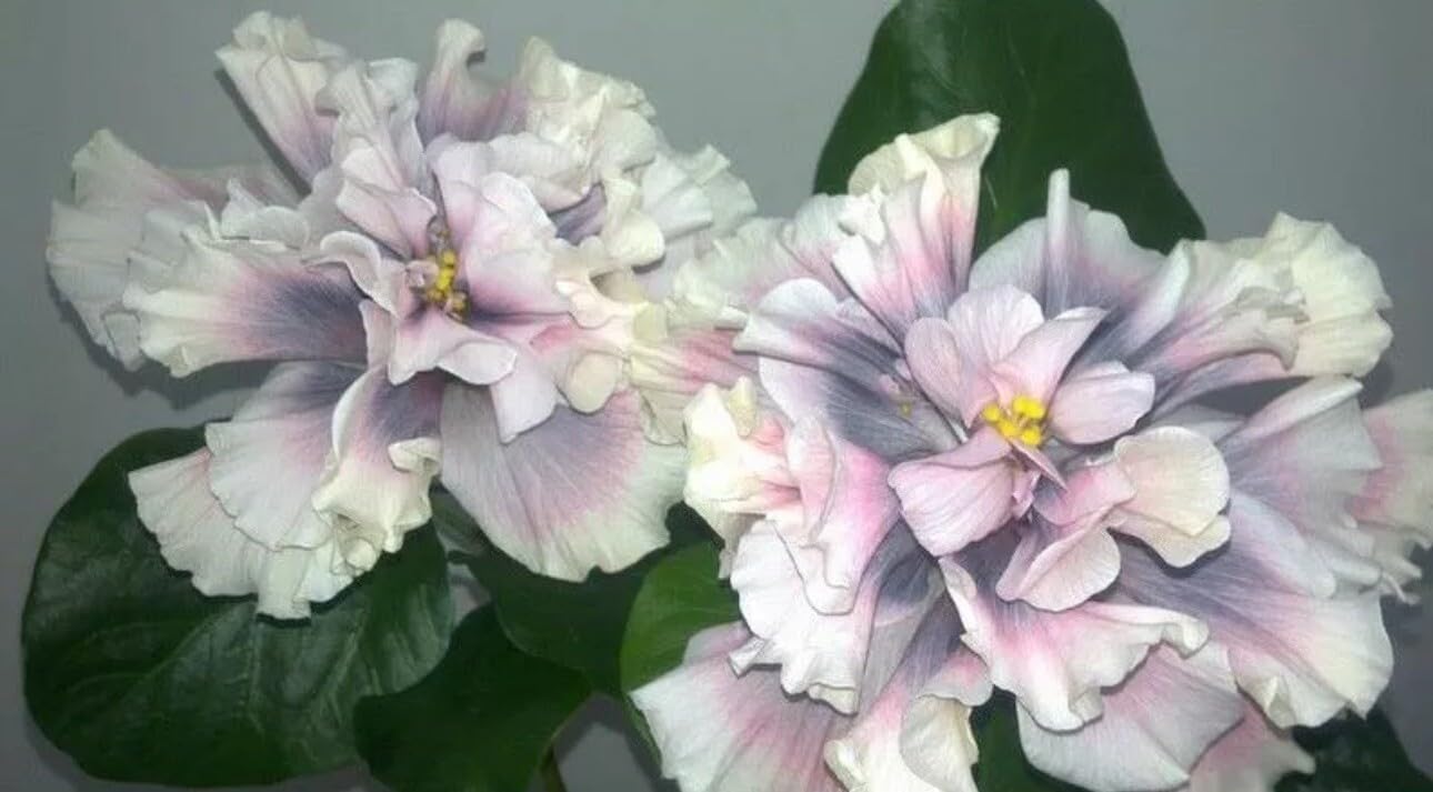 Live Plant - Marianne CHARLETON Small Rooted Exotic Tropical Hibiscus Starter Plant