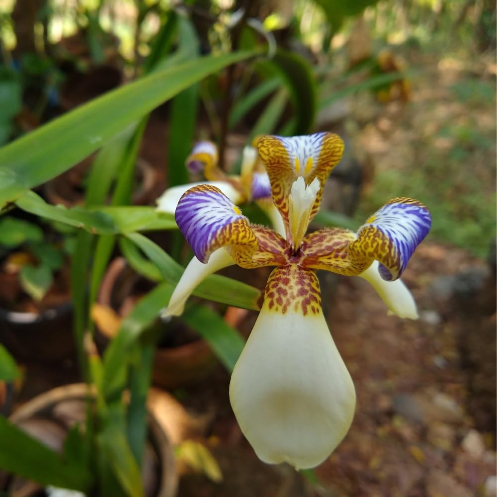 4 Iris Plants, Walking Iris Plants from 5 Inches Tall Bareroot, Purple Iris Flowering Plants