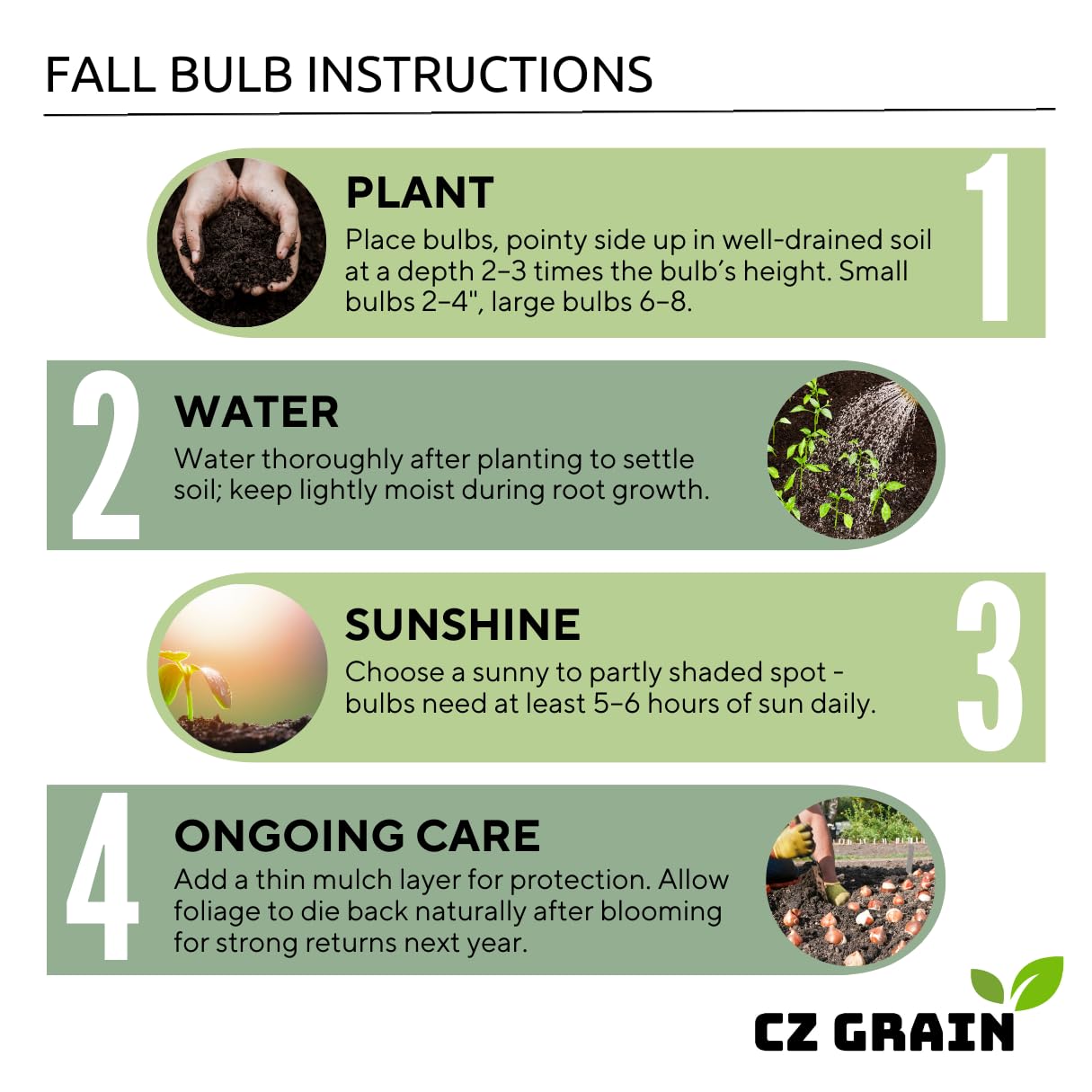 5 Yellow Daffodil Bulbs - Large Giant Narcissus Flowers | Easy to Grow Fall Planting Bulbs for Vibrant Spring Blooms