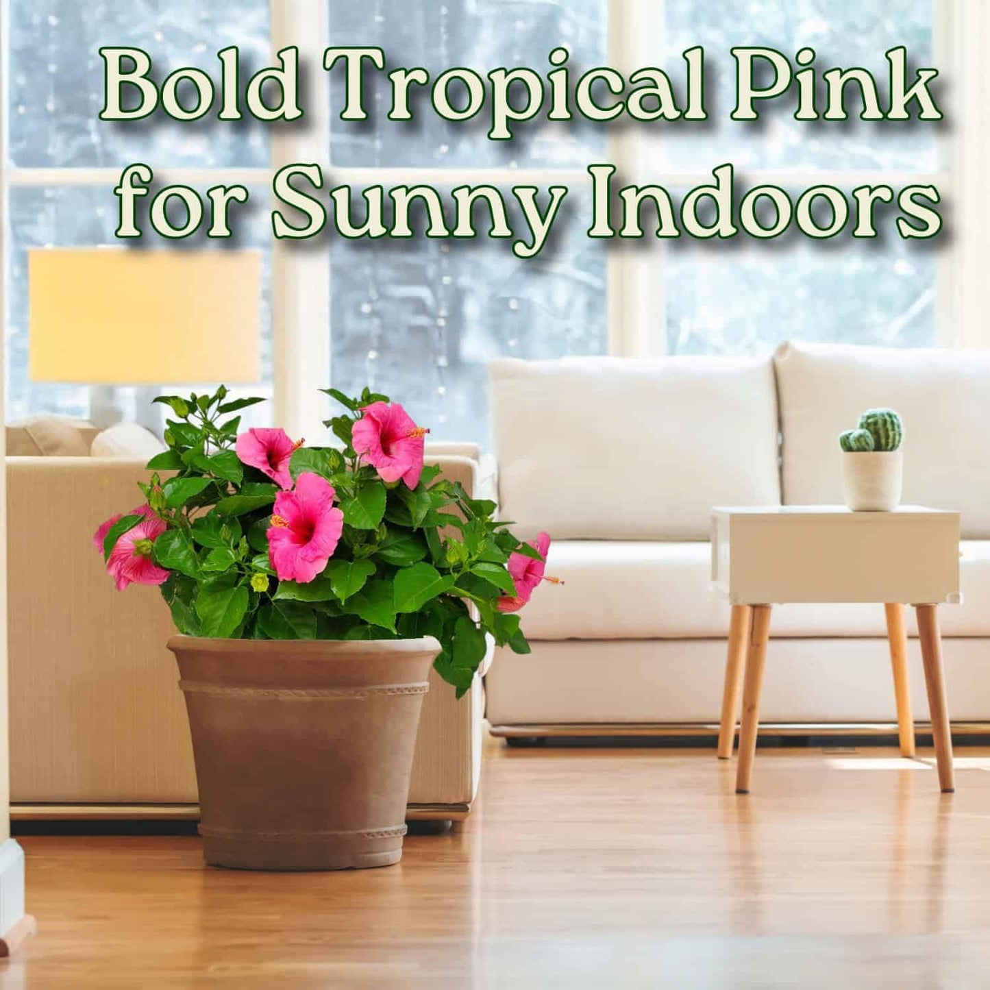 Pink Hibiscus Plant Bush - Yoder Dwarf Pink Cayman Wind - Live Flower Bush - Overall Height 22" to 26" - Tropical Plants of Florida (Plant Only)
