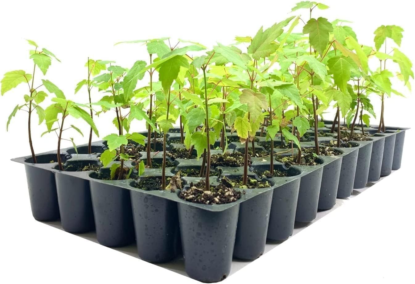 Red Maple Tree | 10 Live Trees | Acer rubrum | Native American Beauty Fast-Growing Shade Tree | Fall Foliage Wildlife-Friendly Habitat