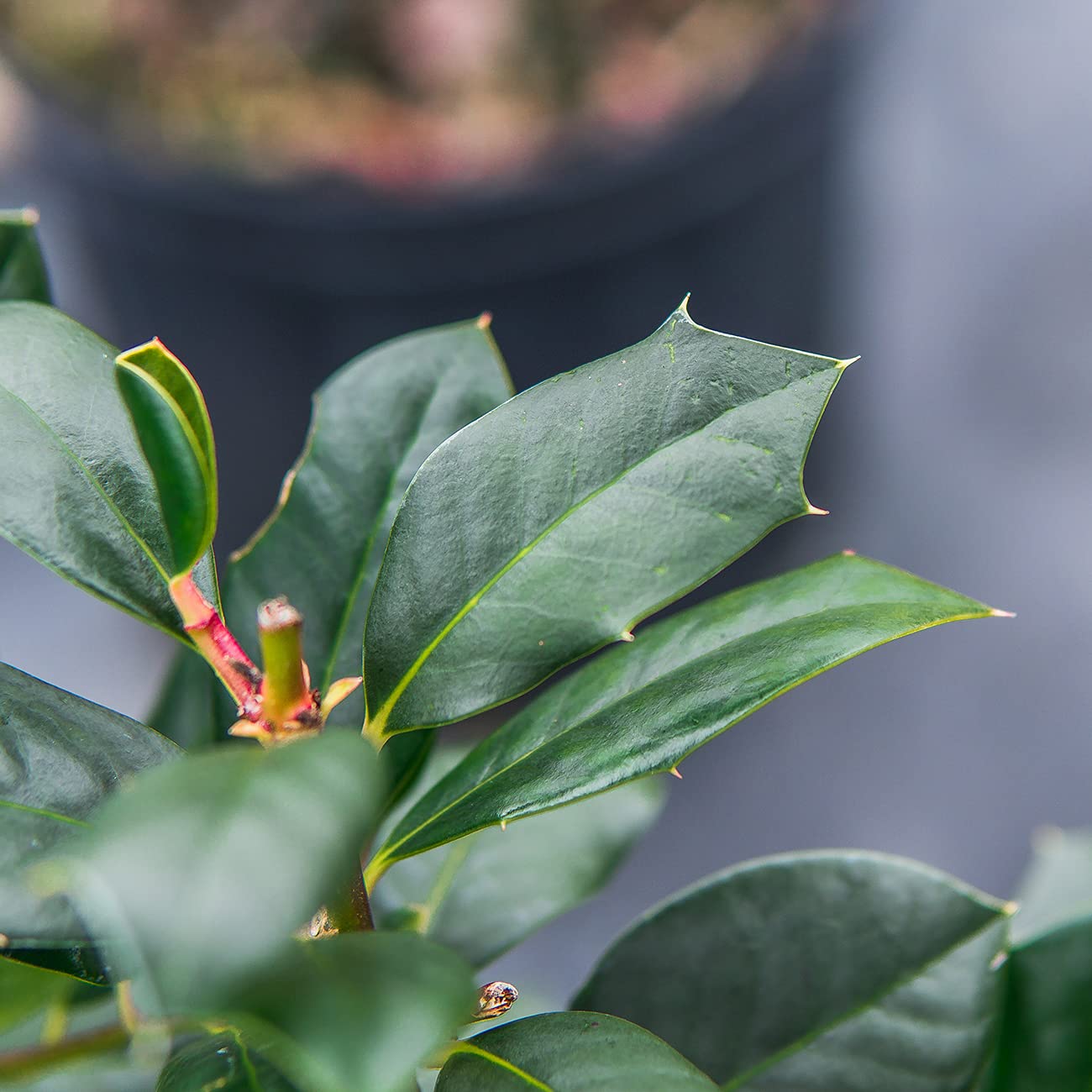 PERFECT PLANTS Nellie Stevens Holly 1 Gal. Pot | Fast Growing Privacy Evergreen| Easy to Maintain, Glossy Green Foliage