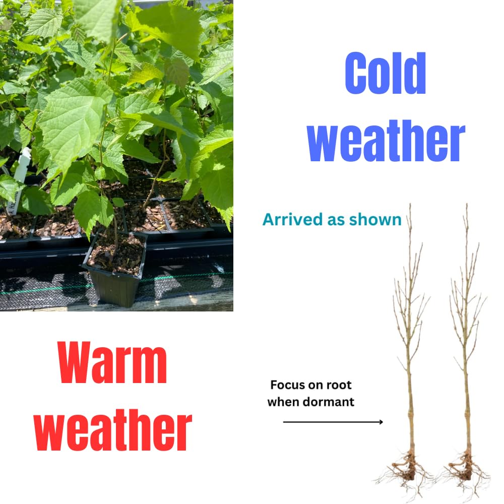 1 Year Old Black Walnut Tree Live Plant in 4" Pot, Cold Hardy, Dormant, White Walnut Butternut Like, Walnuts Trees for Garden Planting, 6-12" Tall
