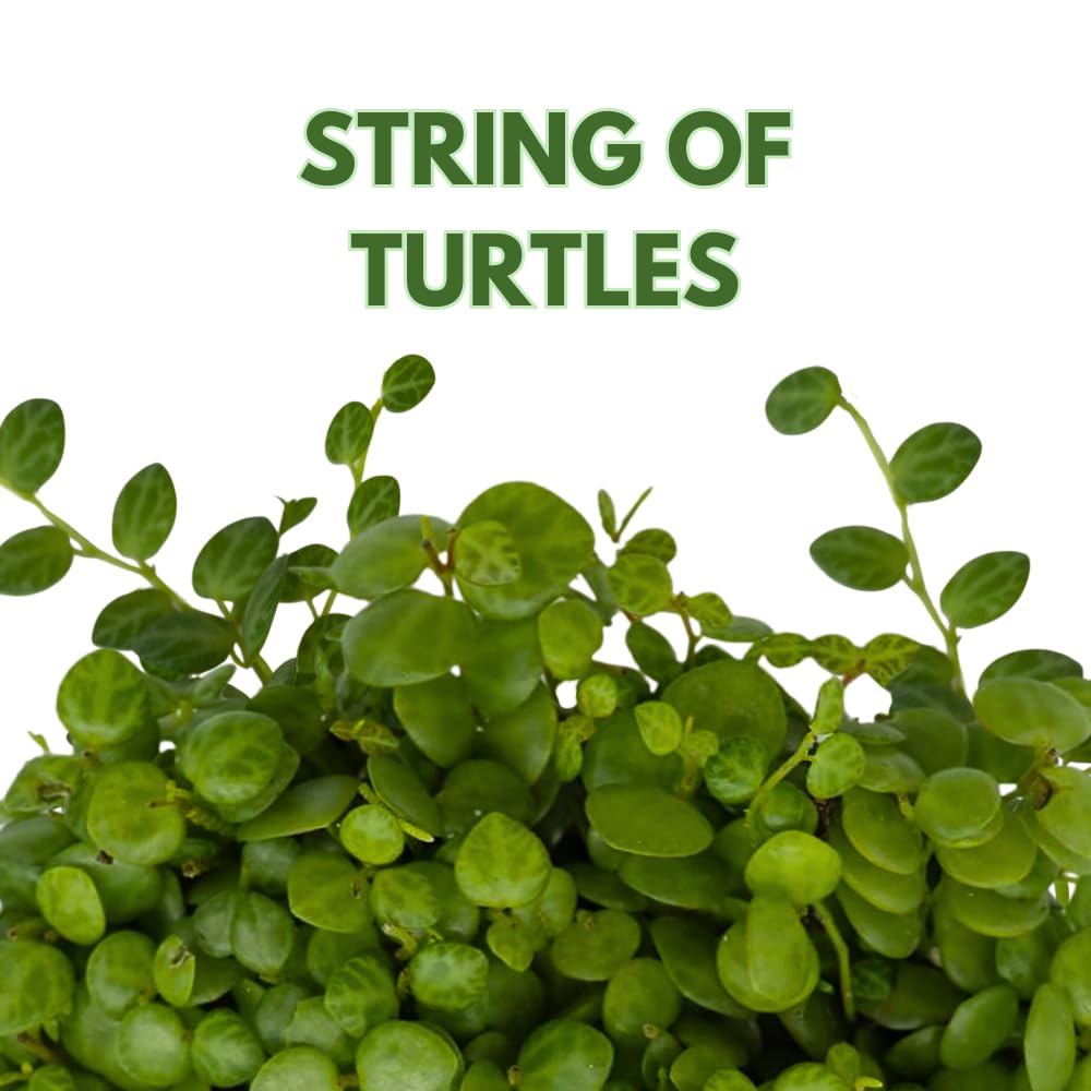 BubbleBlooms String of Turtles, 2 inch Set of 3, Peperomia prostrata Tiny Mini Pixie Plants