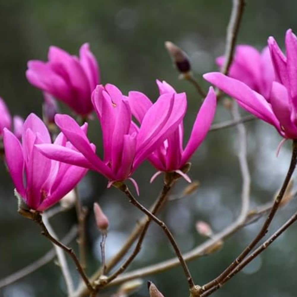 Ann Magnolia Plant Live, 6-12 Inch Tall, Magnolia Tree in 2.5” Pot, Flowering Ornamental Tree