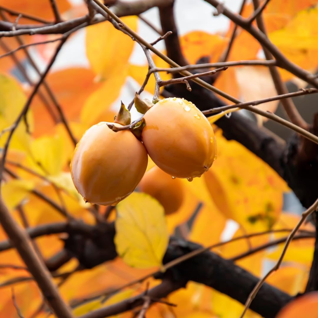 Potted Persimmon Tree Live Plant 1 Year Old Seedling, 8–12 Inches Tall in Quart Pot, Hardy Fruit Tree for Outdoor Spring Planting