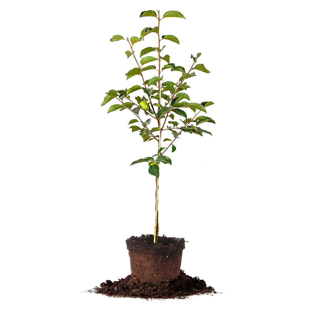 Perfect Plants Fuyu Asian Persimmon Tree Live Plant, Produces Fruit, 3-4 ft, Self-Pollinating