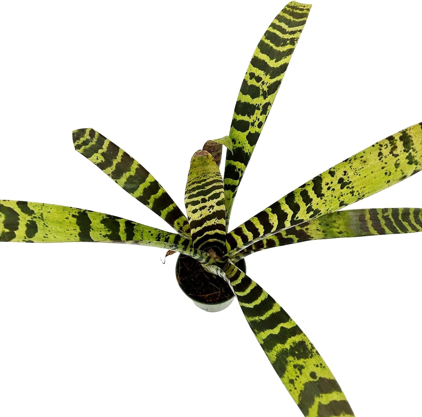 ragnaroc Live Plants – Bromeliad Vrisea Splenriet, 4-8" in 4" Pot - 1ct - Live Arrival Guaranteed - House Plants for Home Decor & Gift