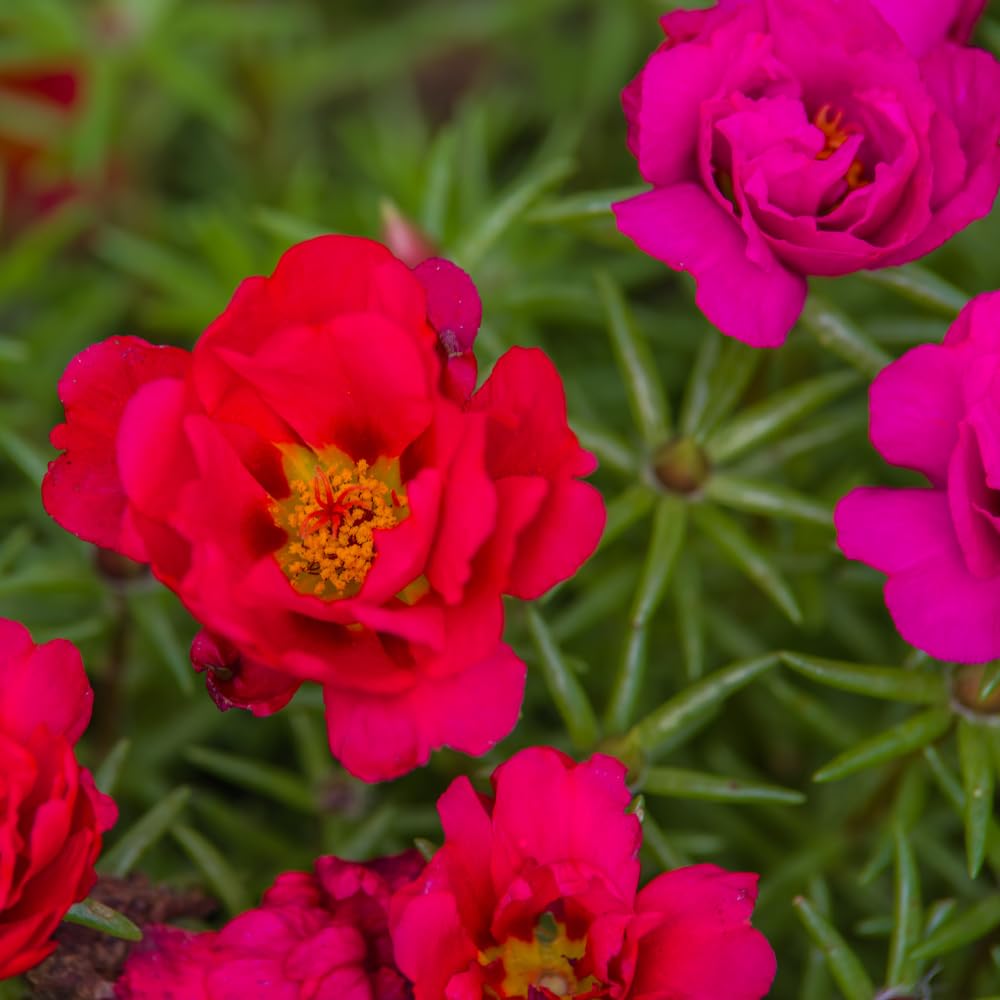 Set 2 Portulaca Plants, Portulaca Moss Rose Plants Live, 4-6 inch Flower Clump Groundcover Mix Color Flowers Plant