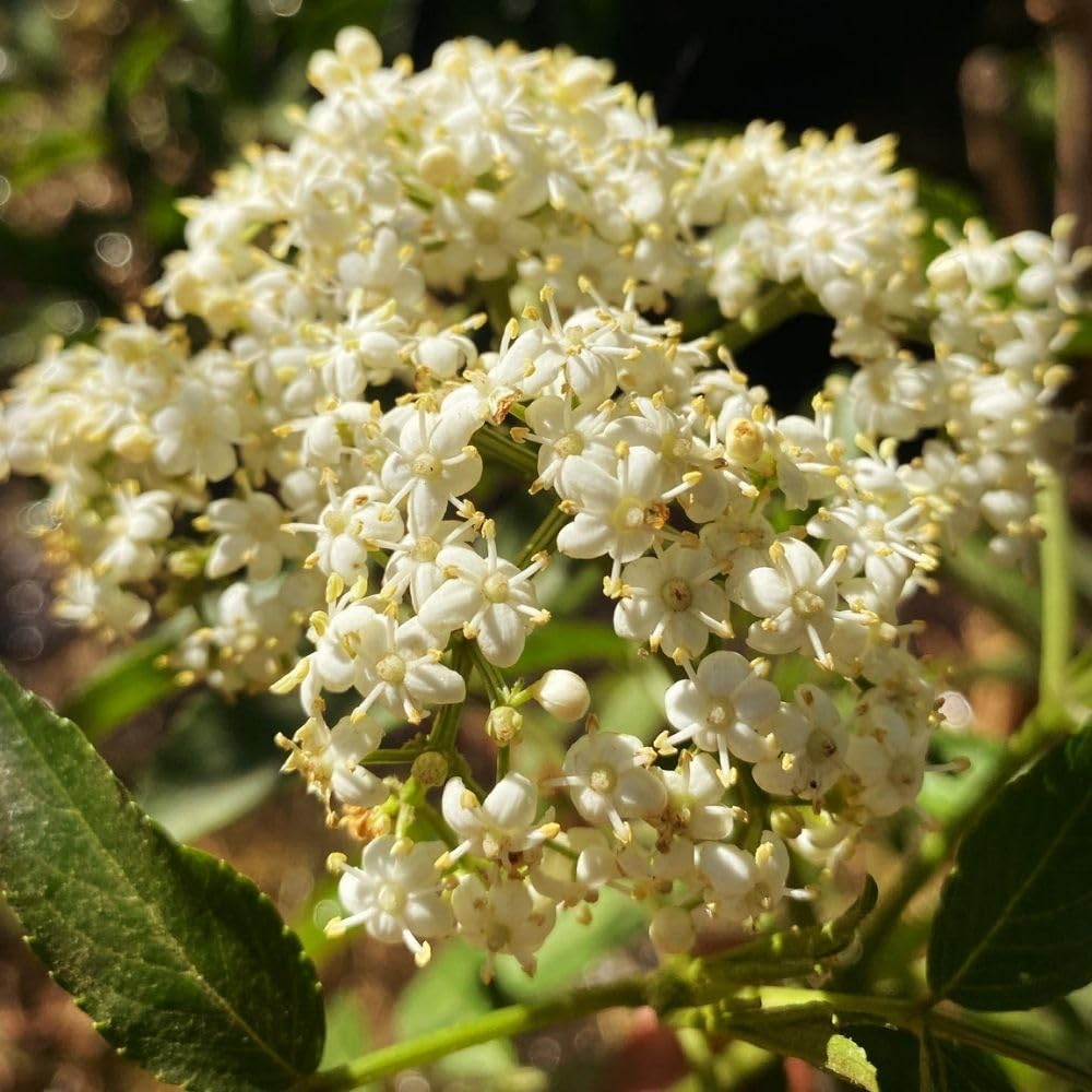Sweet Black Elderberry Plants Live for Growing 2 to 3ft Tall, Black Elderberry Bush Live Plants, Elderberries Fruits Trees