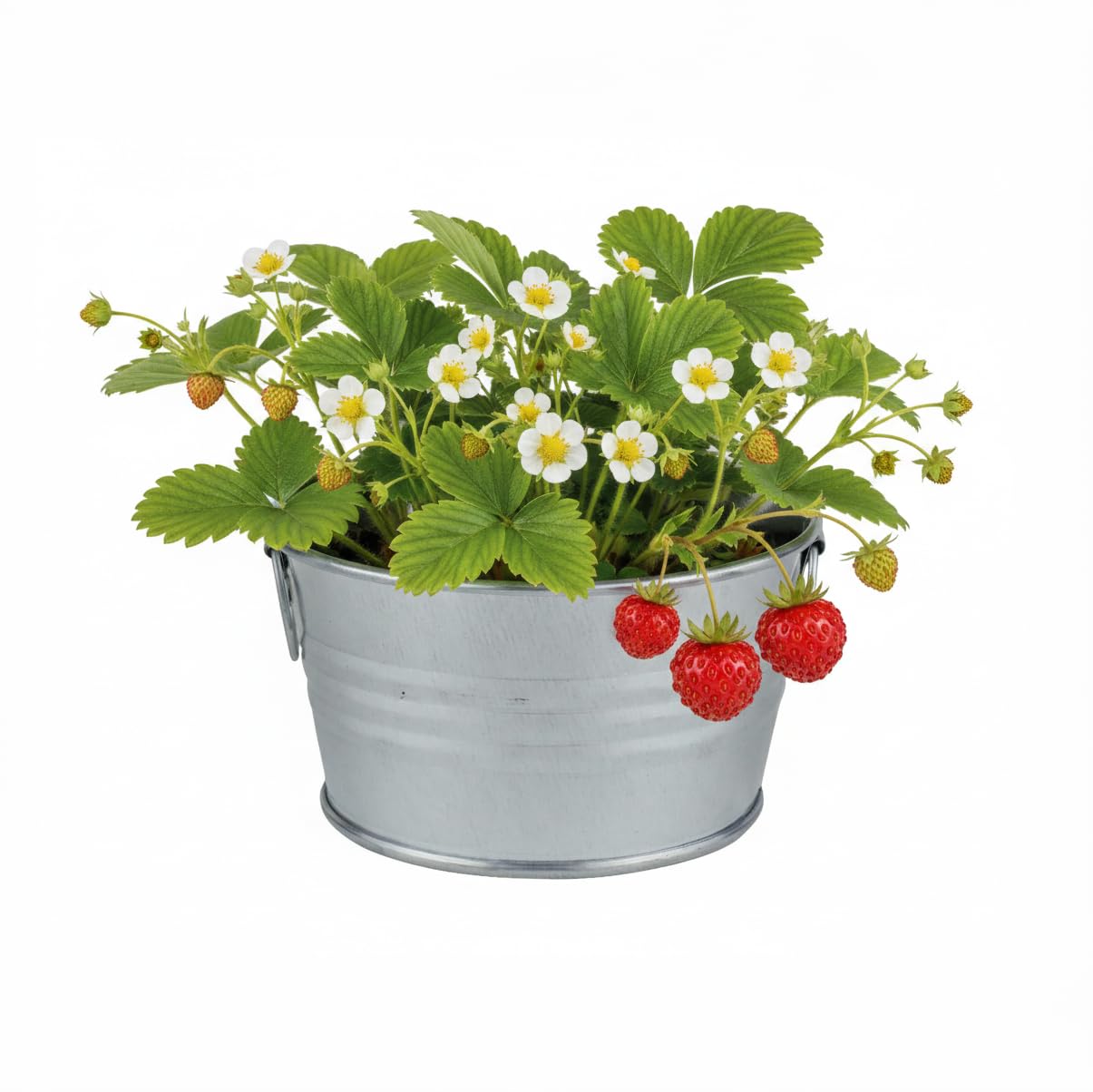 BUZZY Seeds Mini Basin Gardening Kit with Strawberry Seeds for Planting, Flowering Fruit Starter Set, Indoor Plants, DIY Plant Project, Party Favor