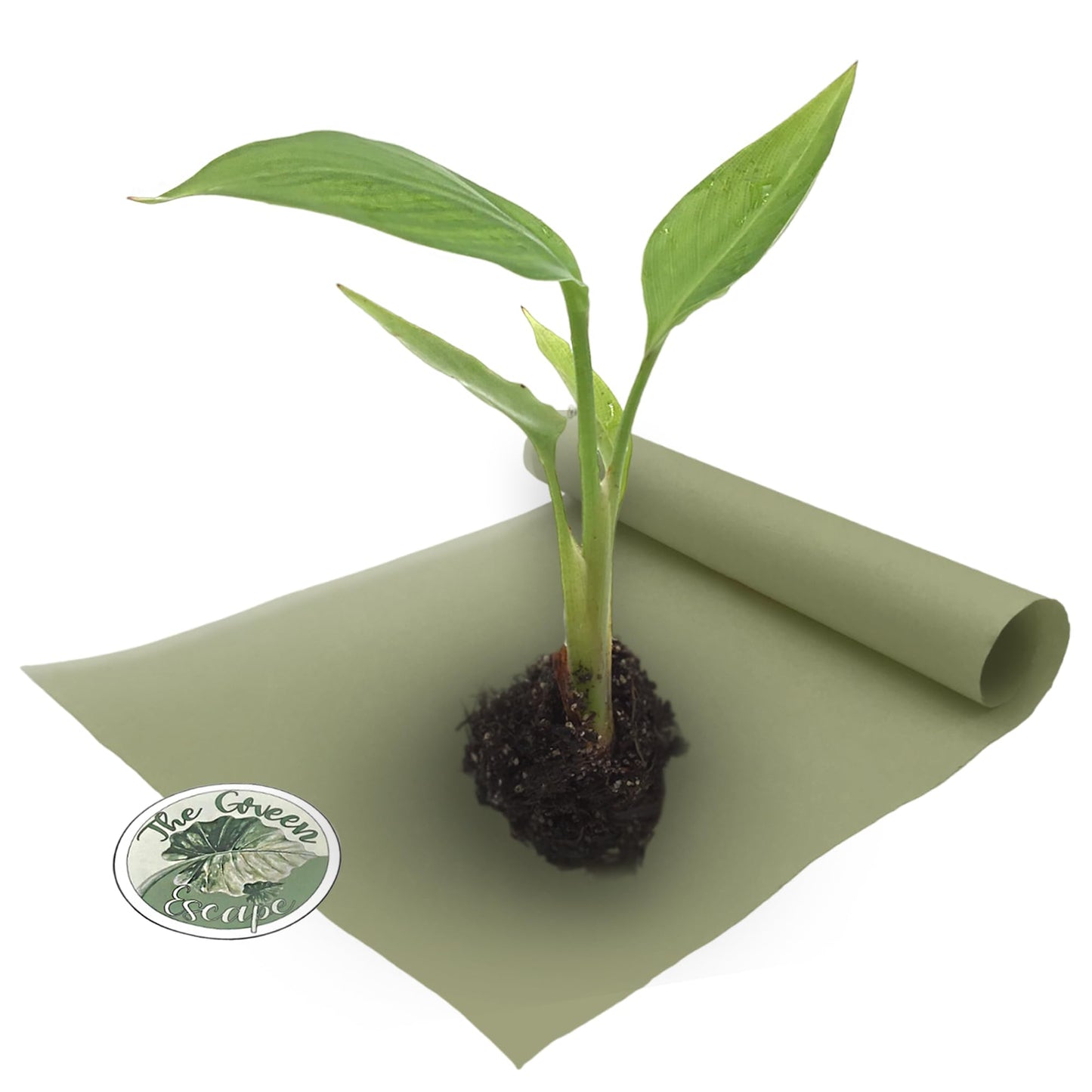 White Birds of Paradise “Strelitzia Nicolai” Starter Plant