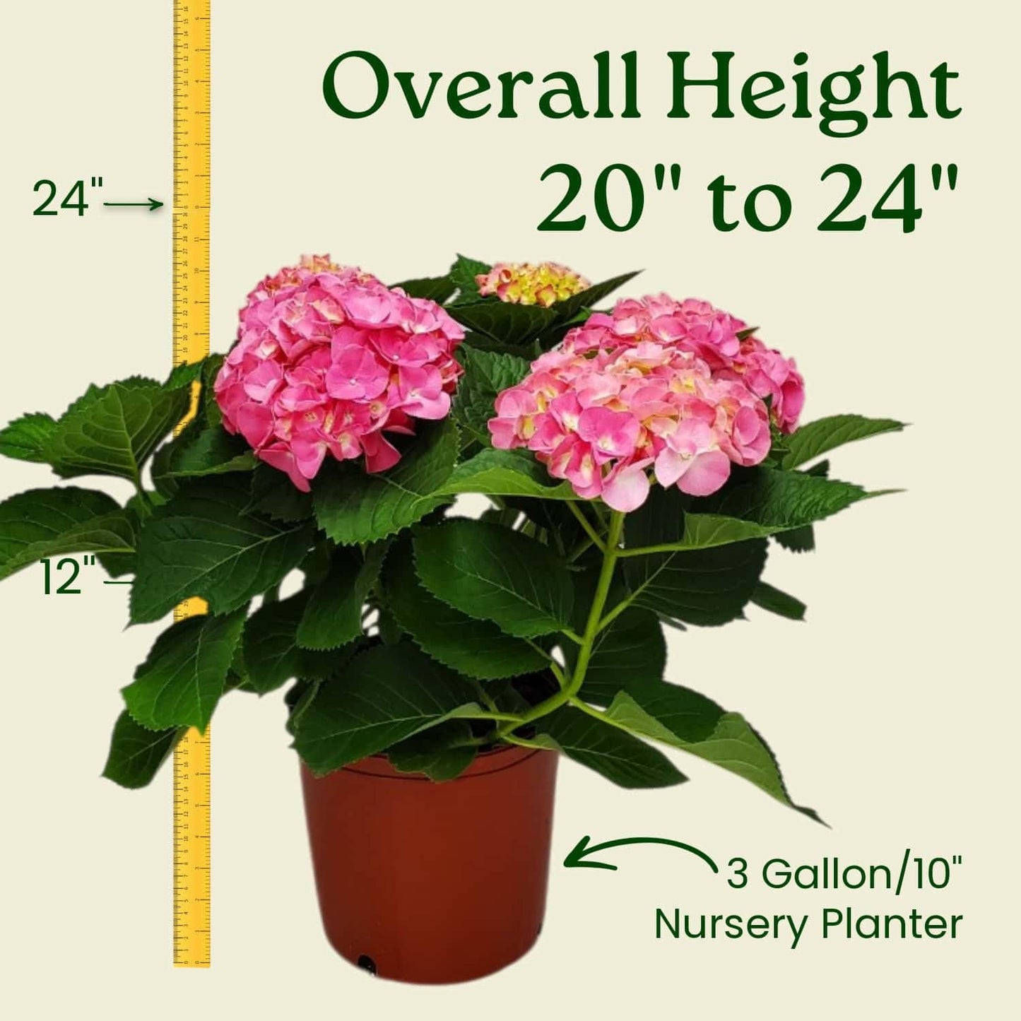Live Plant Hydrangea Pink Merritt Supreme - Tropical Plants of Florida - 20 inch to 24 inch Overall Height (Plant Only)