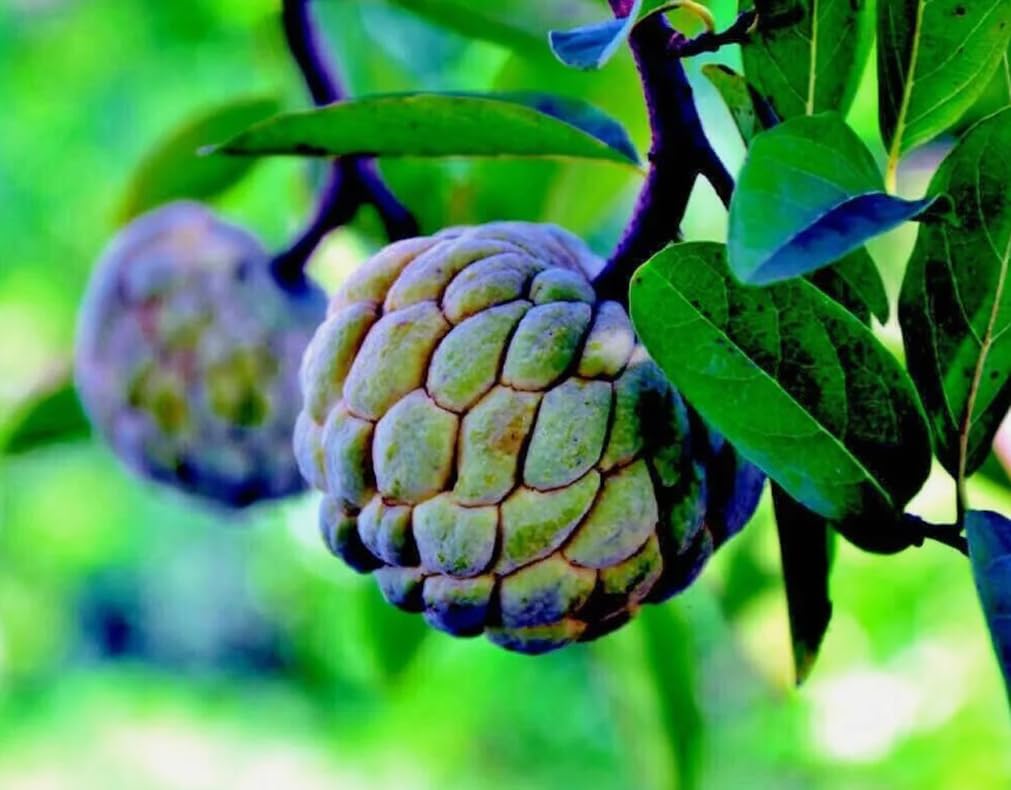 10PCS Custard Sugar Apple Fruit Tree Seeds Annona Squamosa Tropical Sweetsop Plant Fruit Tree Seeds