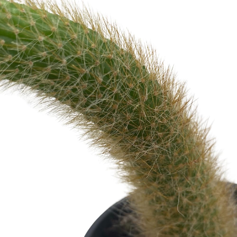 BubbleBlooms Monkey Tail Cactus in a 4 inch Hanging Basket