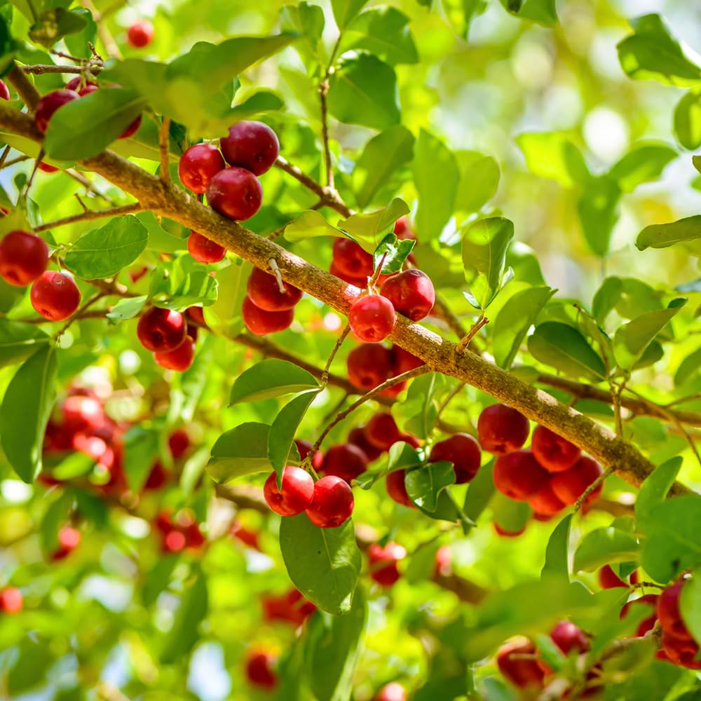 Cherry Plant Live 4-8 Inch, Edible, Sweet, High Yielding Fruit Tree, Container and Garden Planting, No Pot (Barbados Cherry)