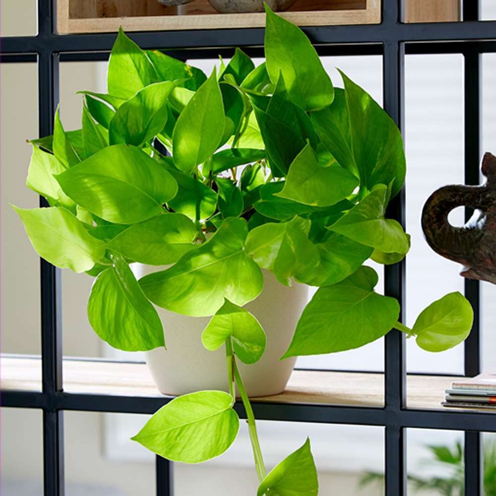 Pothos Golden Live Plant for Indoor | Different Houseplants in 4'' & 6'' Pot | Real House Plant for Living Room, Office, Desk & Bathroom | Epipremnum Aureum | Devil's Ivy