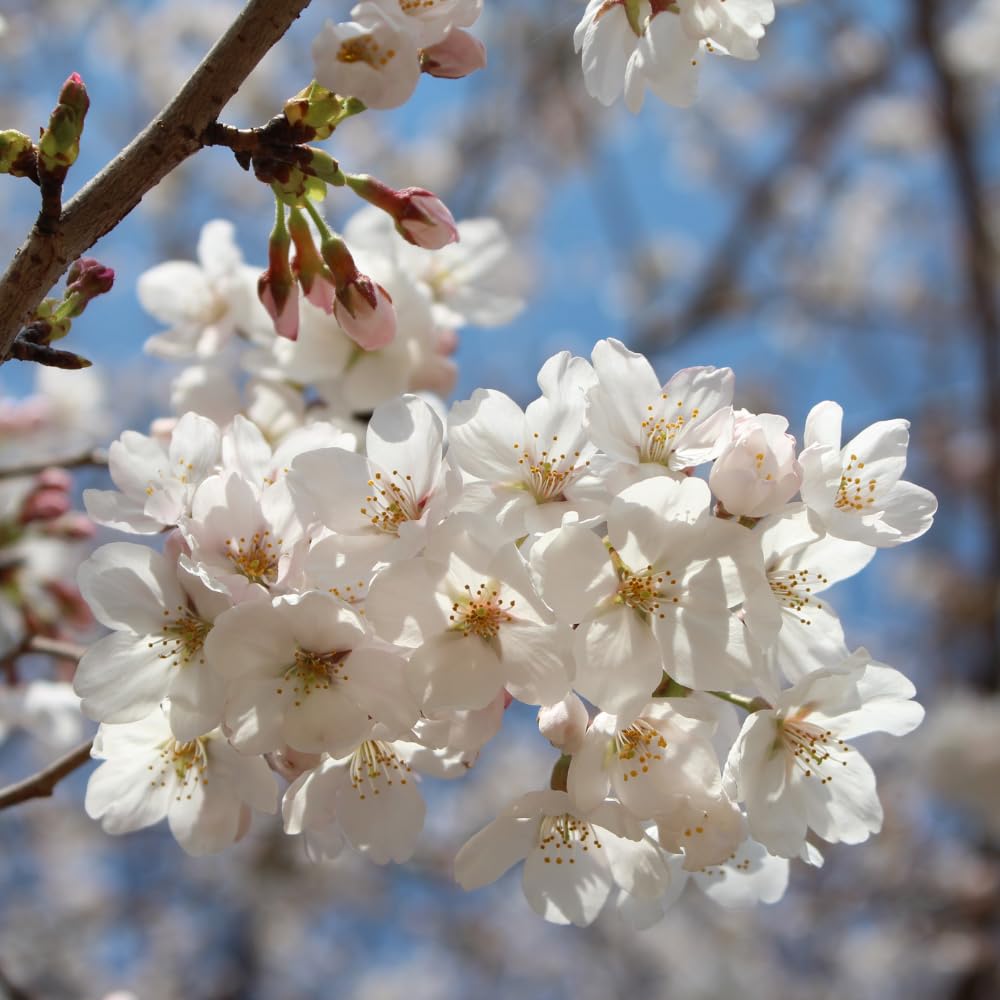 2 White Cherry Blossom Tree Plants, Live Cherry Blossom Plant in Pot, 8 to 12 Inch Tall White Cherry Blossom Live Plant, Cherry Blossom Tree Live Plant in Pot