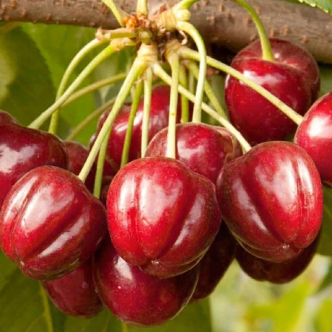 Dwarf Barbados Cherry Tree 4-8" in Tall, Sweet Cherry Live Plant, Starter Plants High Yielding, No Pot, Outdoor Spring Planting