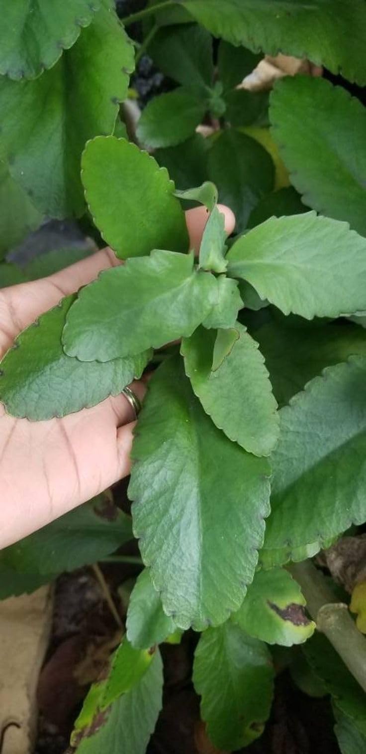New Fresh 90pcs Kalanchoe Pinnata Plant Seeds Generic