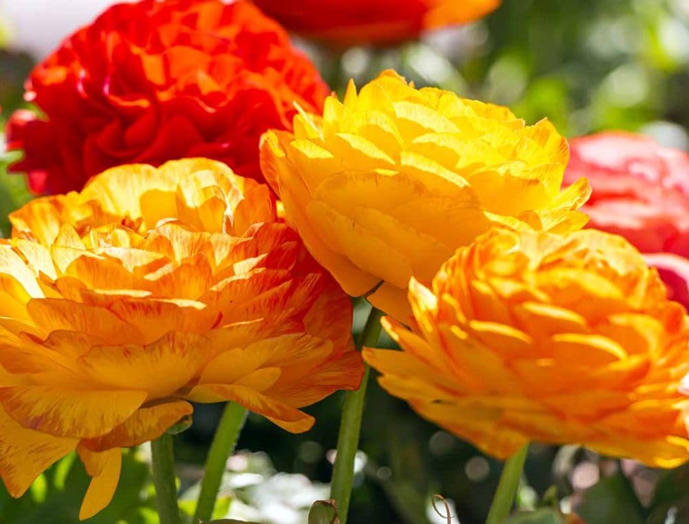 Mixed Peony Ranunculus Bulbs- Persian Buttercup -10 Corms Bulbs Flowering Blooms Perennial Bulbous Root Garden Plant (Mixed Color)