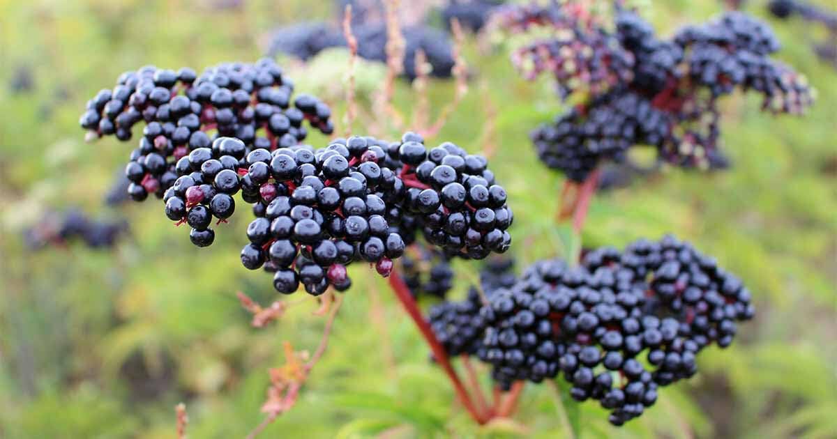 Live Plant - American Elderberry Shrub - 12" Tall Live Plant, Quart Pot - Sambucus Canadensis
