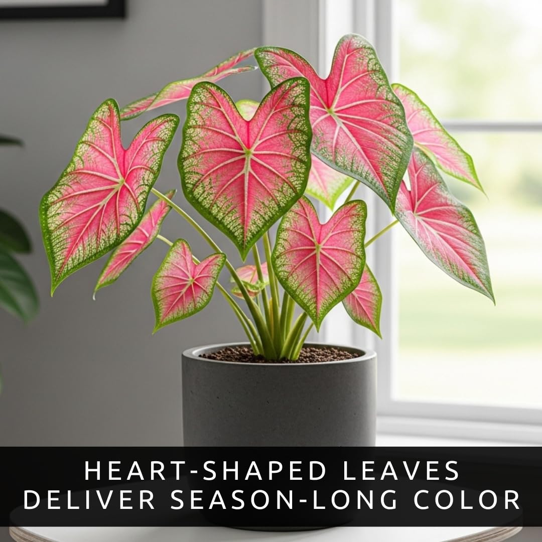 6 Classic Pink Caladium Bulbs for Planting - Beautiful Spotted Leafs Stand Out - Perennial Hosta, Elephant Ears, Fancy (6 Bulbs)