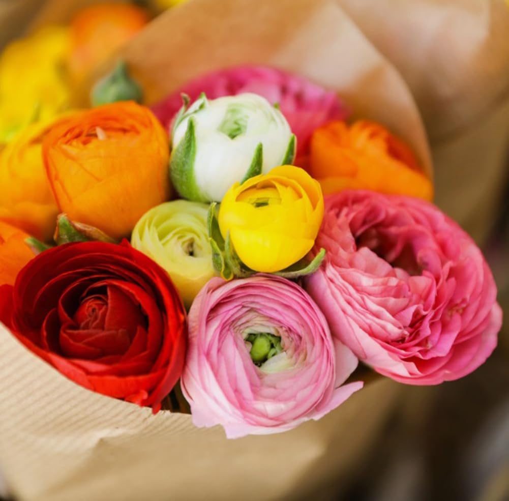 10pcs French Peony Persian Buttercup Mixed Ranunculus Bulbs Largest Double Flower Corms Spring Bloom