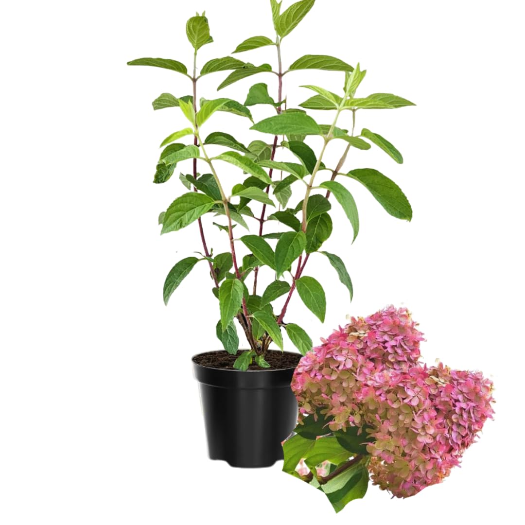 Hydrangea Plant Live, Hydrangea Tree Live Plant for Planting, 5 to 7 Inc Tall, Pink White Flowers