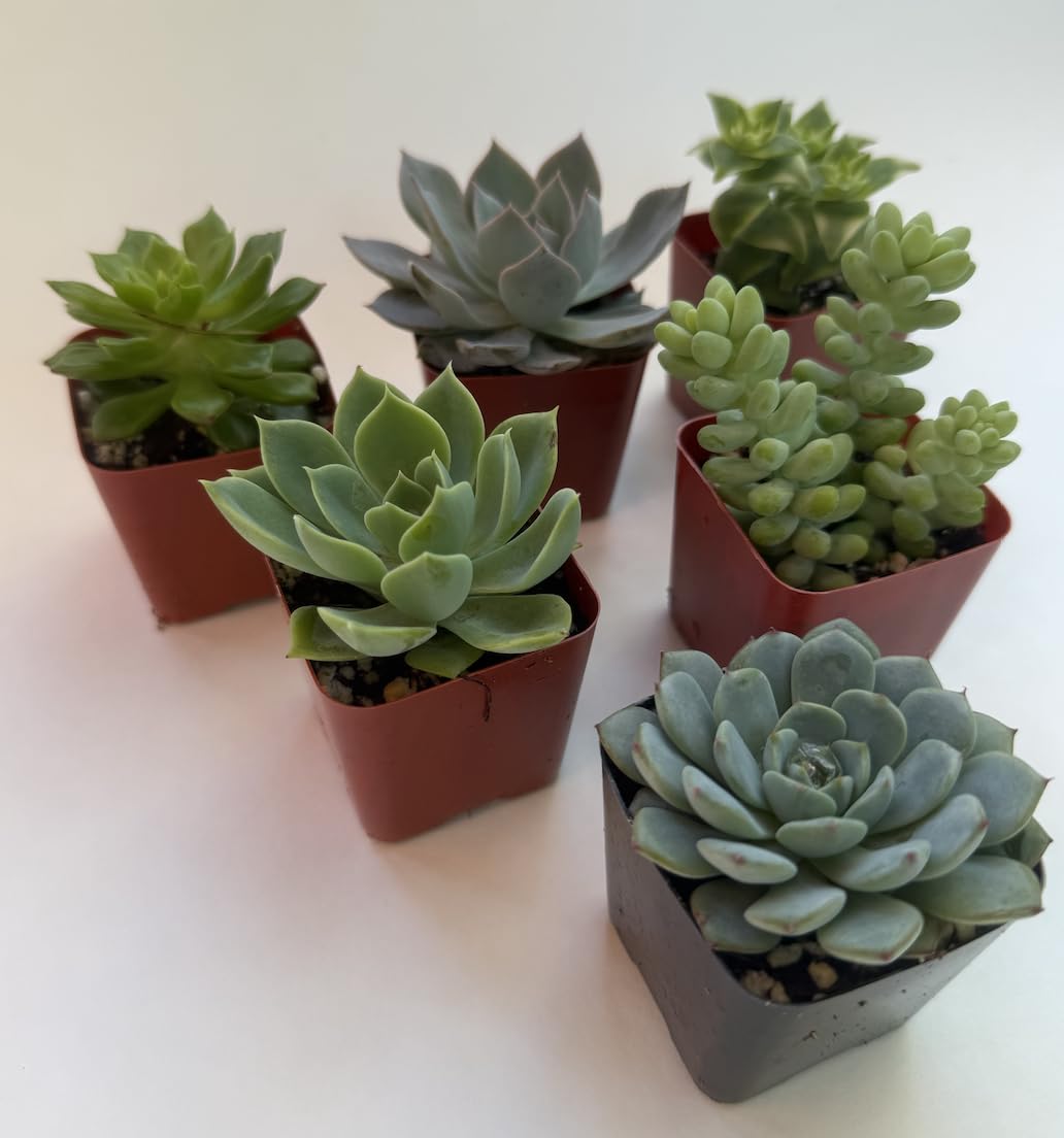 Live Succulent Plants, 2 Inch Mini Potted Assorted Varieties, Indoor Garden Collection (20)