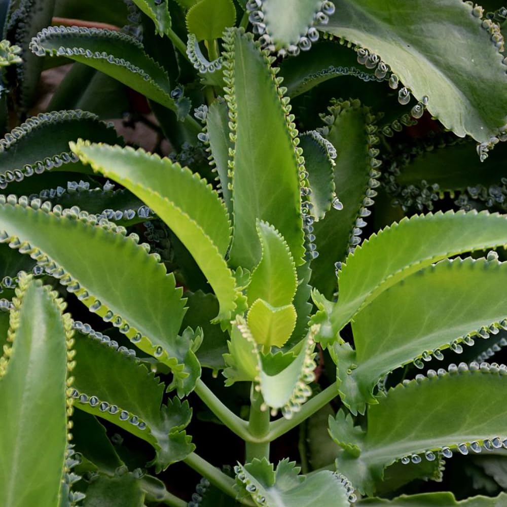 Live Mother of Thousands Plant Kalanchoe Starter Plants, 4 Inch Pot Kalanchoe Houseplants Succulent Live