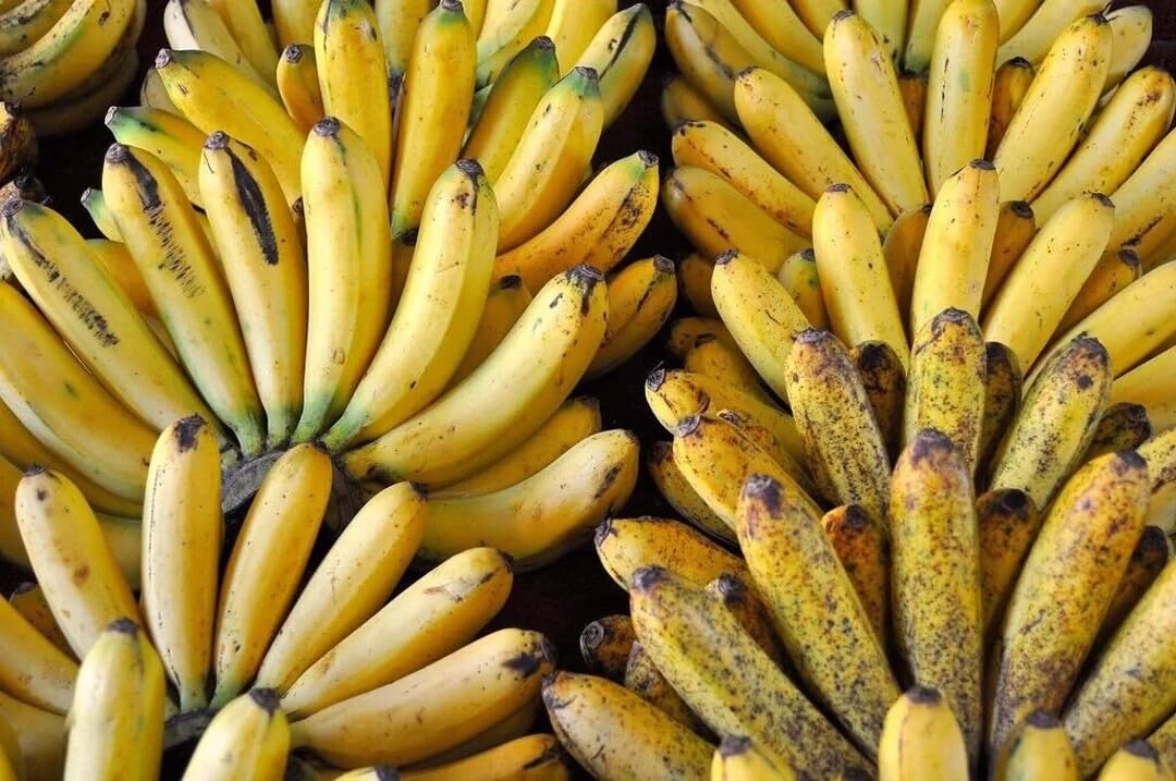 Live Plant - Lacatan Musa- Live Banana Tree-Small Rooted Starter Plant-Fruits in 8-12 Months!