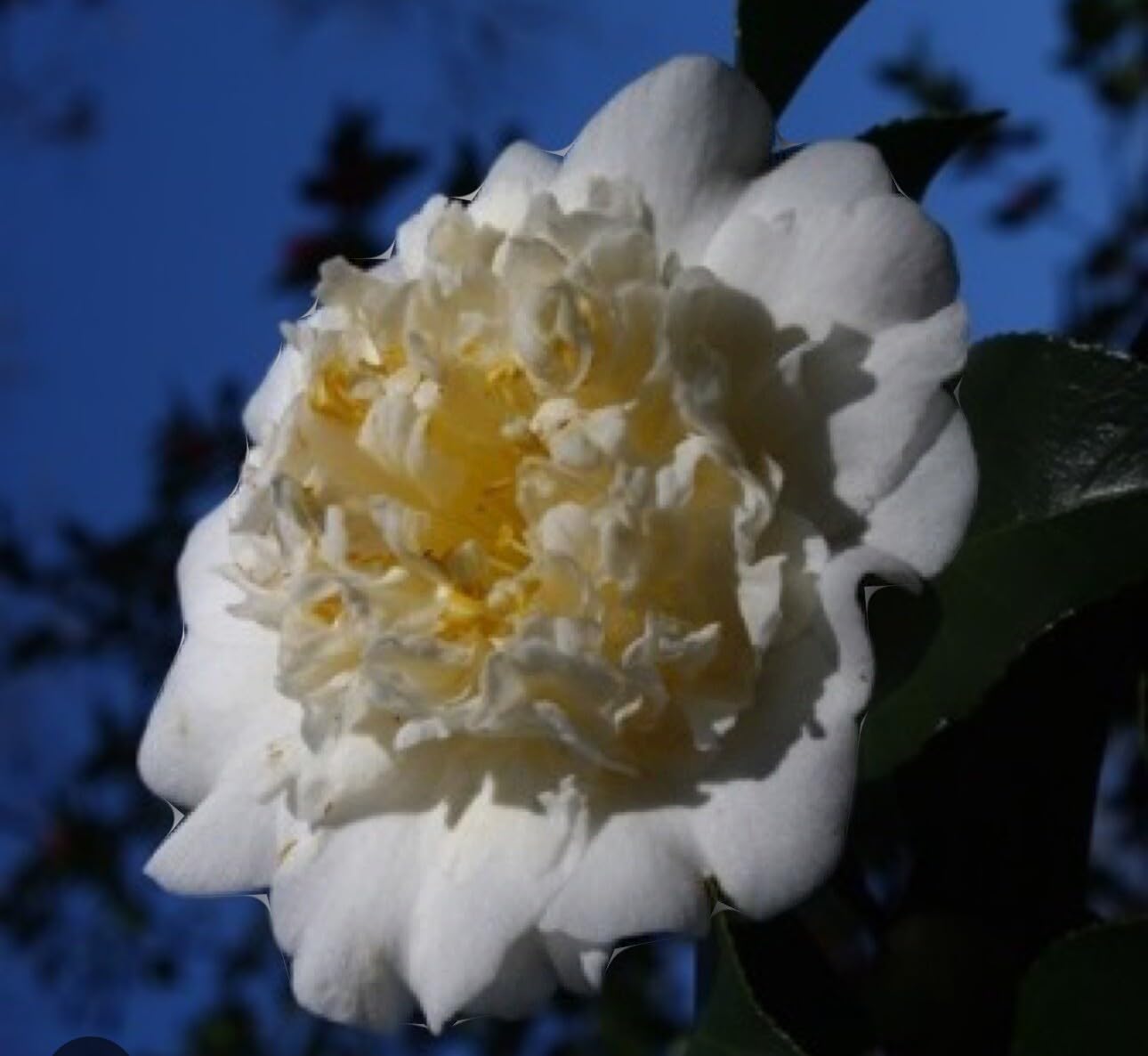 Live Plant - Shiro Chancamellia Japonica-Live Starter Plant