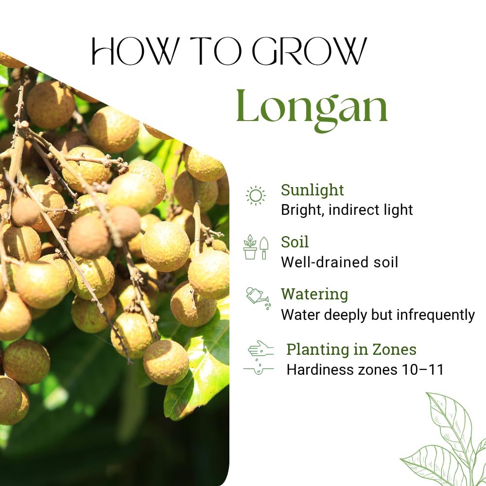 Sweet Longan Tree Live Plant, Longan Fruit Tree, Well Rooted, 3 Gallon Pot, 2-3 Feet Tall, Tropical Fruit Tree for Backyard and Garden, No Ship to CA
